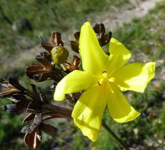 Bobartia longicyma