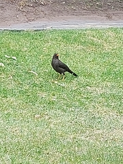 Turdus fuscater