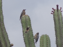 Melanerpes hypopolius