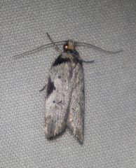 Philobota transversella