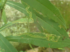 Liriomyza eupatorii