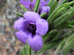 Prostanthera stenophylla