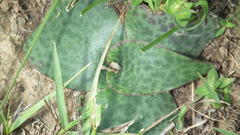 Ledebouria ovatifolia ovatifolia