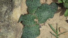 Ledebouria ovatifolia ovatifolia