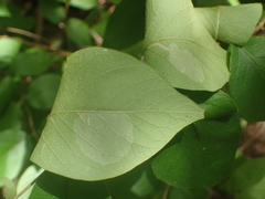 Phyllonorycter emberizaepenella
