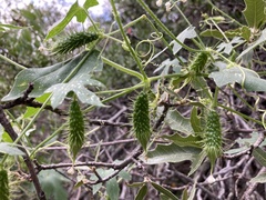 Echinopepon wrightii