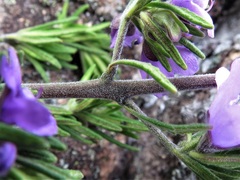 Prostanthera stenophylla