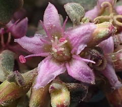 Aizoon portulacaceum