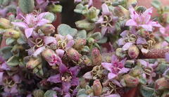 Aizoon portulacaceum