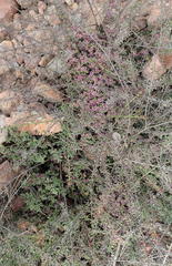Aizoon portulacaceum