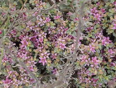 Aizoon portulacaceum