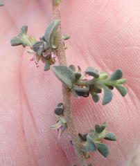 Aizoon portulacaceum