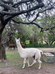 Vicugna