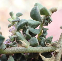 Aizoon portulacaceum