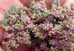 Aizoon portulacaceum