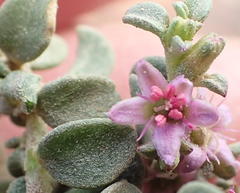 Aizoon portulacaceum