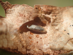 Pholetesor