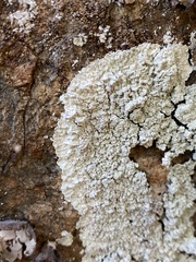 Lepraria normandinoides