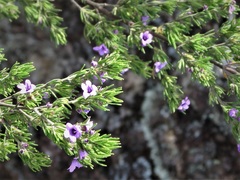 Prostanthera stenophylla