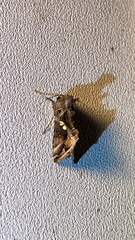 Chrysodeixis includens