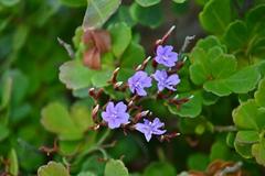 Limonium scabrum scabrum