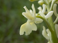 Orchis provincialis