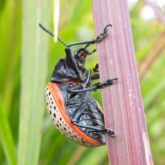 Doryphora paykulli