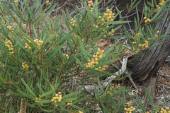 Acacia beckleri