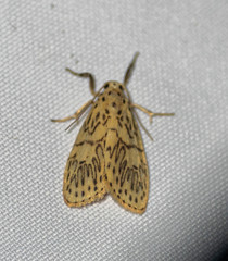 Pseudobarsine bombdilensis