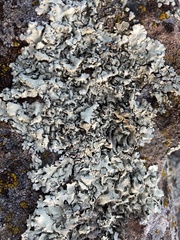 Xanthoparmelia viriduloumbrina