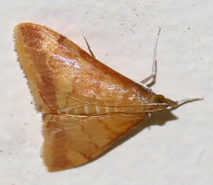 Pyrausta pseudonythesalis