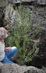 Prostanthera stenophylla