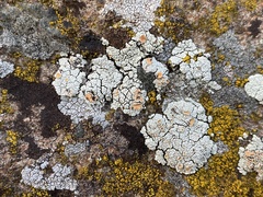 Rhizoplaca subdiscrepans