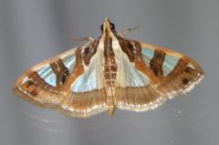 Glyphodes aniferalis