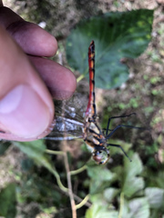 Sympetrum
