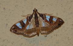 Glyphodes aniferalis