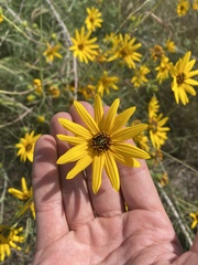 Helianthus salicifolius