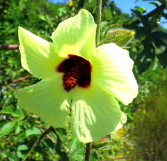 Hibiscus diversifolius diversifolius