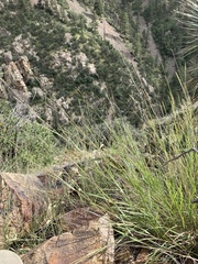 Schizachyrium cirratum