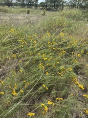 Helianthus salicifolius