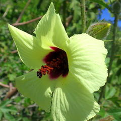 Hibiscus diversifolius diversifolius