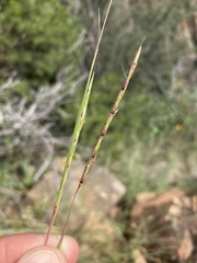 Schizachyrium cirratum