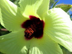 Hibiscus diversifolius diversifolius