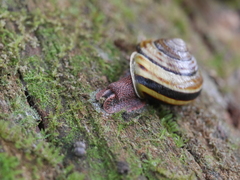 Monadenia infumata callidina