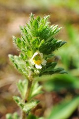 Euphrasia subarctica