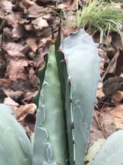 Agave guadalajarana