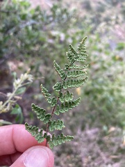 Myriopteris wootonii
