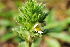 Euphrasia subarctica
