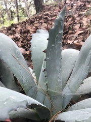 Agave guadalajarana