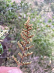 Myriopteris wootonii